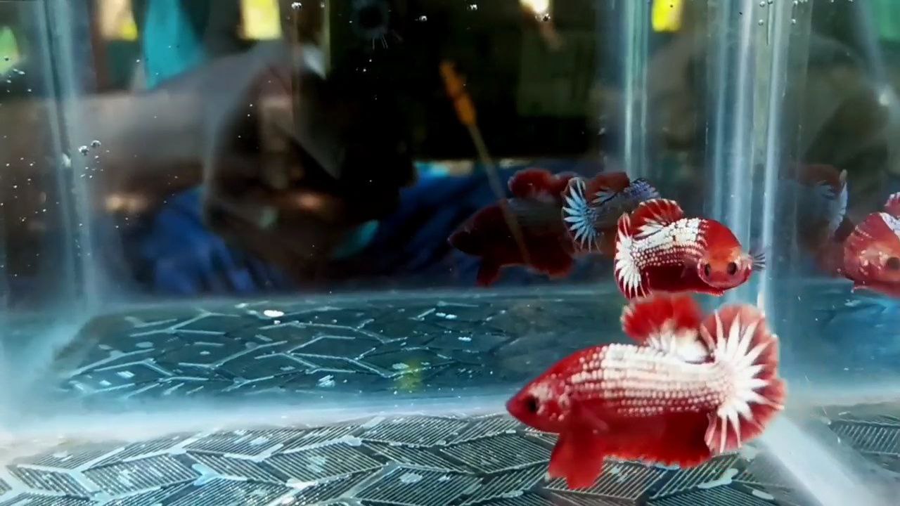 FCCP Startail hmpk betta pair - Image 8