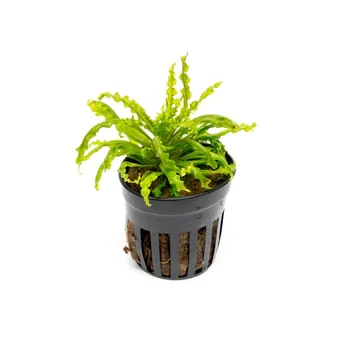 Pogostomon Helferi (Single Plant Pot)