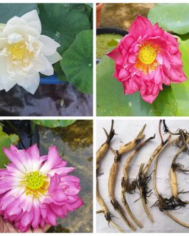 Red commandar and peony fairy lotus tuber combo ( 2 tubers)