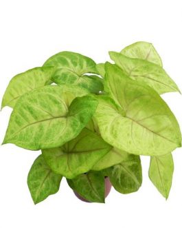 Syngonium podophyllum ‘Gold Allusion’ | Arrowhead Plant