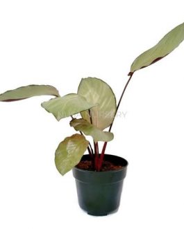 calathea Silver Plate