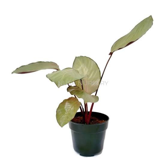 calathea Silver Plate