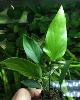 Anubias Congensia Mini