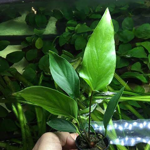 Anubias Congensia Mini