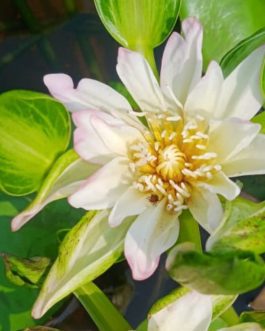 Orange,purple and white Nangwank water lily tuber combo (3 tubers)