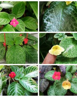 Episcia combo ( 20 varieties)