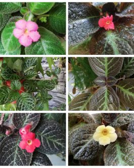 Episcia combo ( 20 varieties)