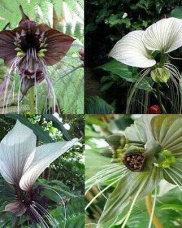 Bat flower plant (3 plant combo)