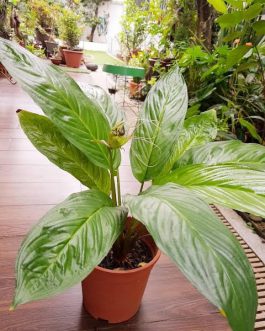 Bat flower plant (3 plant combo)