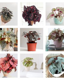 Begonia Combo (20 varieties)