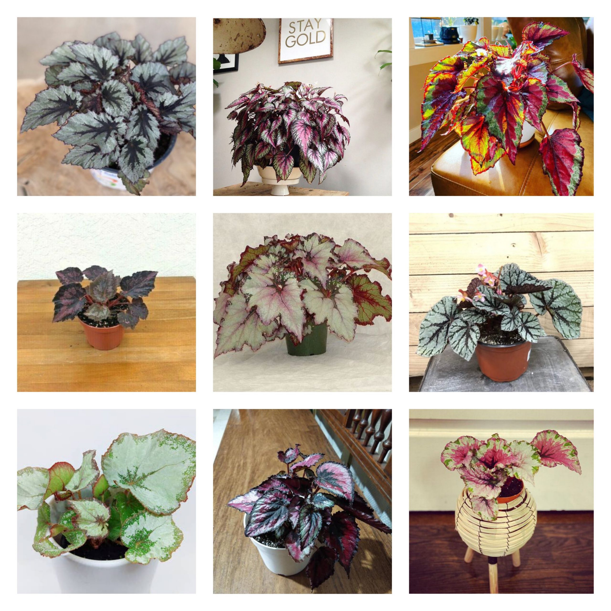 Begonia Combo (20 varieties) - Image 2