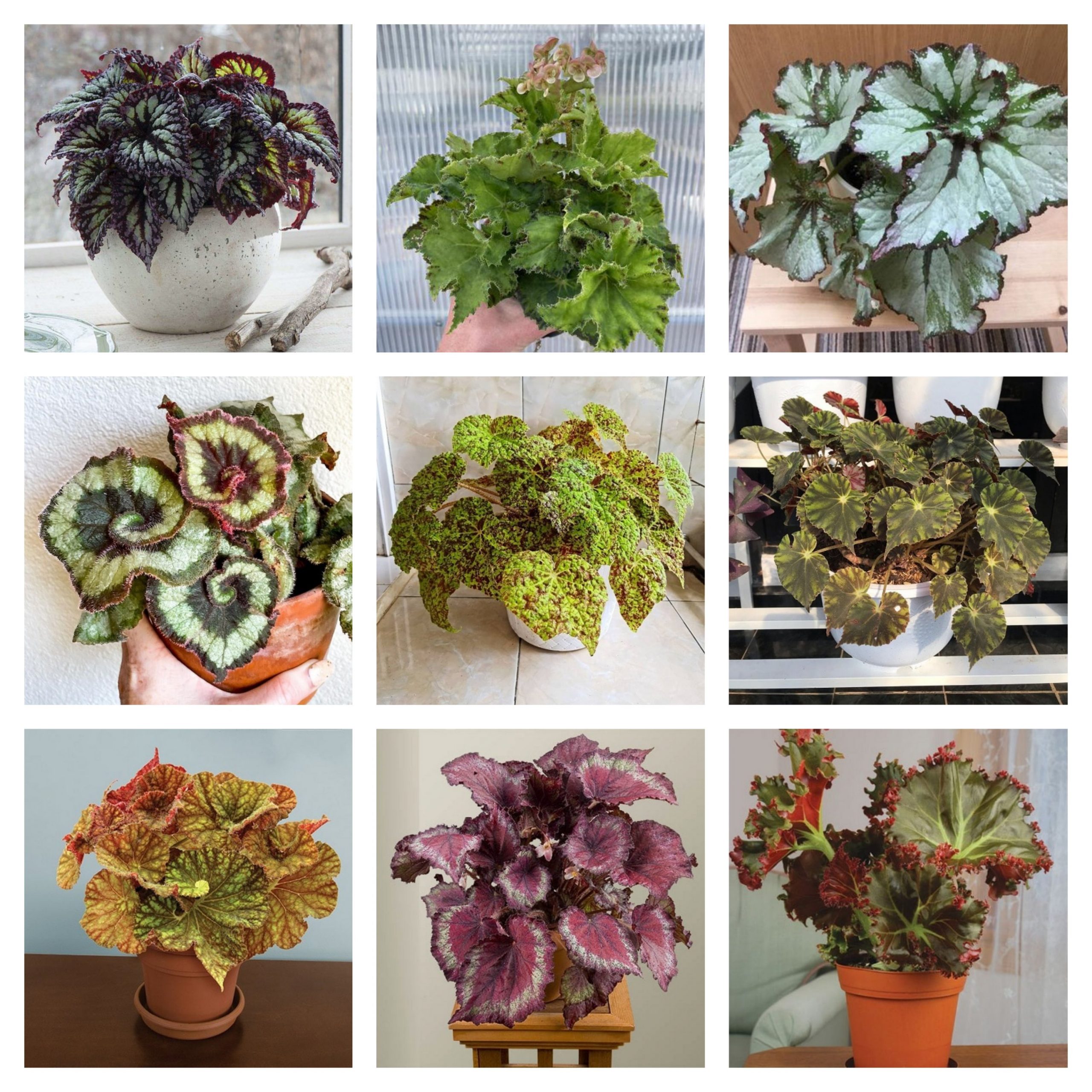 Begonia Combo (20 varieties) - Image 3