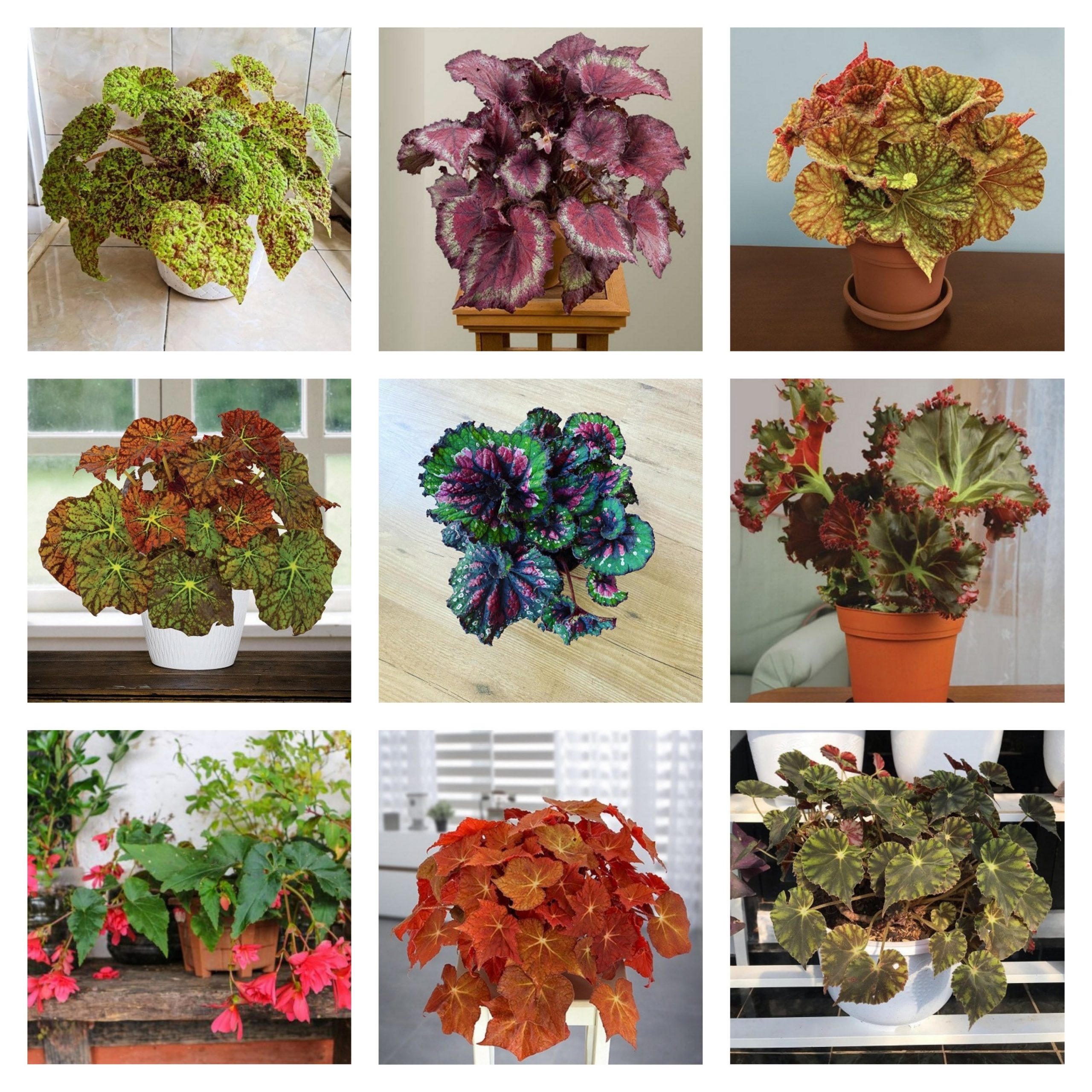 Begonia Combo (20 varieties) - Image 4