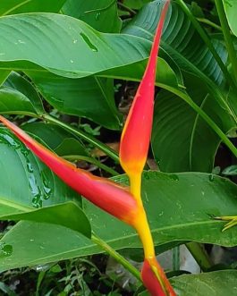 Heliconia Dwarf Jamaica (single plant)