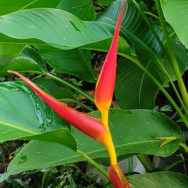 Heliconia Dwarf Jamaica (single plant) - Image 2