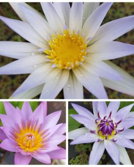 Water lily begginers combo (3 plants)