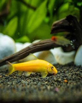 Golden algea eater ( 5 pcs)