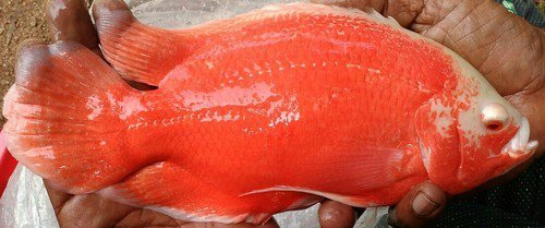 Fire Red Oscar (4 pieces) - Image 2