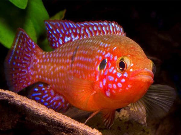 Jewel cichlid Red (Breeding Pair) - Image 2