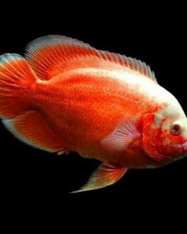 Fire Red Oscar (4 pieces)