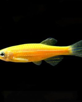 Yellow zebra (5 pcs)