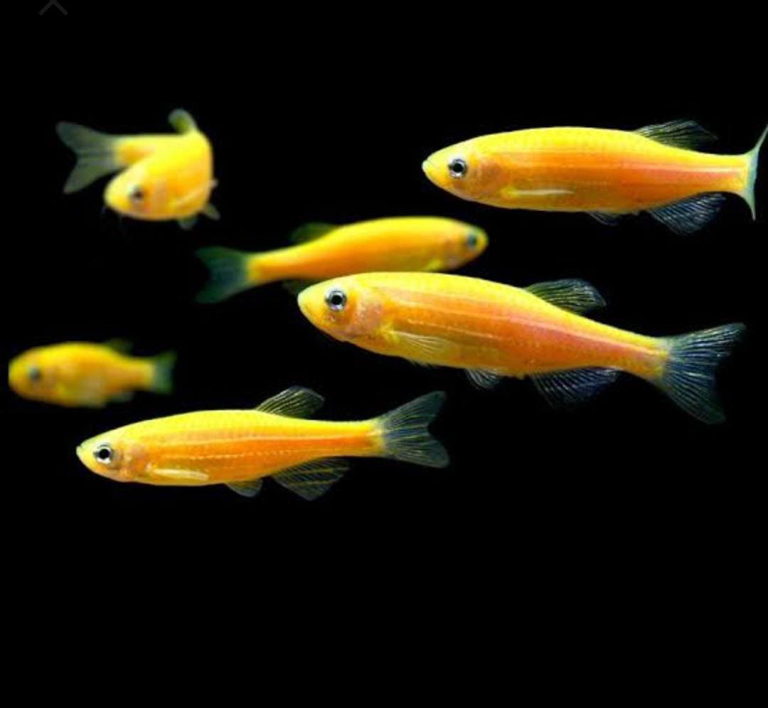 Yellow zebra (5 pcs) - Image 2