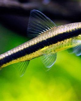 Siamese Algea Eater (5 pcs)