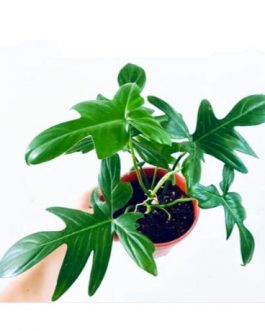 Philodendron Pedatum