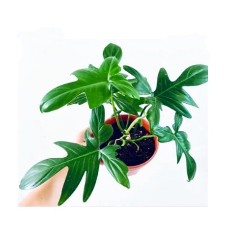 Philodendron Pedatum - Image 2