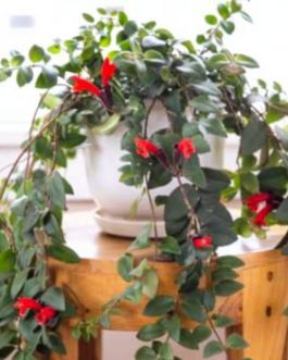 Hanging Red lipstick Plant / Red Lipstick (Single Plant)