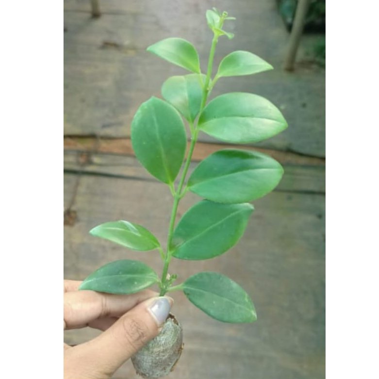 Hanging Red lipstick Plant / Red Lipstick (Single Plant) - Image 3
