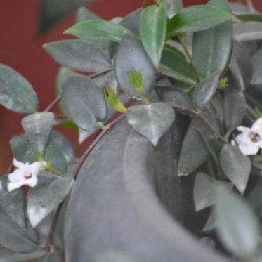 White Lipstick Plant / Lipstick Plant