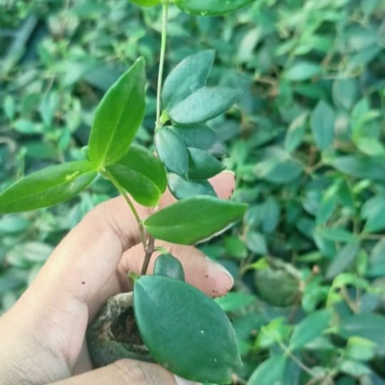 White Lipstick Plant / Lipstick Plant - Image 2