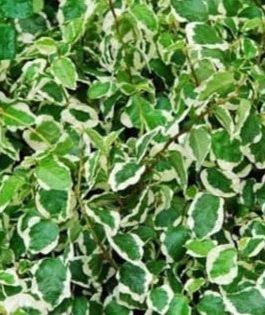 Ficus Pumila Variegata / Variegated Creeping Fig ( Jiffy Bag)