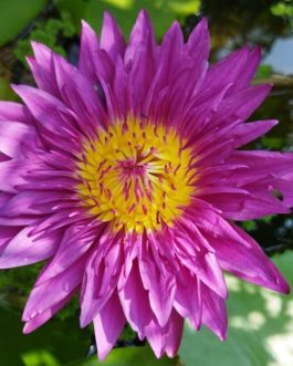 Bulls Eye waterlily (plant)