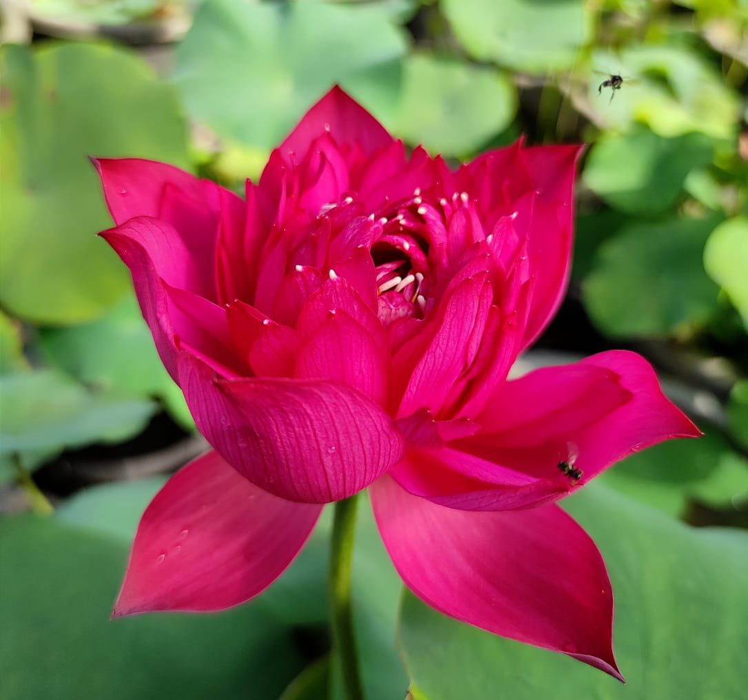 Lotus Tubers Beginners Combo (3 Tubers) - Image 3