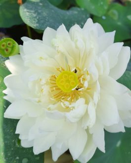 Lotus Tubers Beginners Combo (3 Tubers)