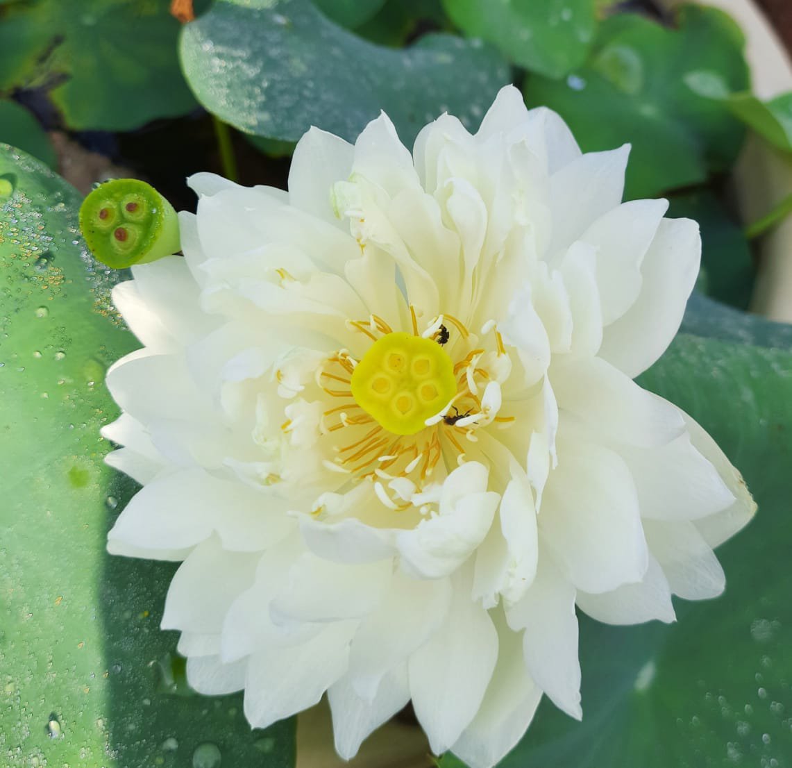 Lotus Tubers Beginners Combo (3 Tubers) - Image 2