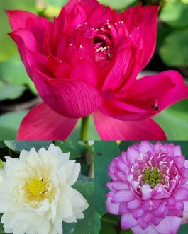 Lotus Tubers Beginners Combo (3 Tubers)