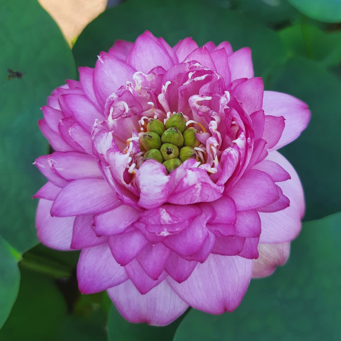 Lotus Tubers Beginners Combo (3 Tubers) - Image 4