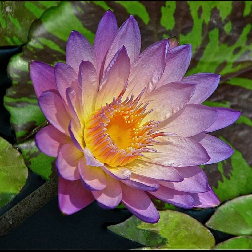 Southern Charm Waterlily Tuber (1 Tuber)