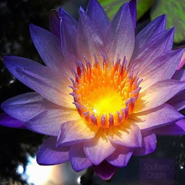 Southern Charm Waterlily Tuber (1 Tuber) - Image 2