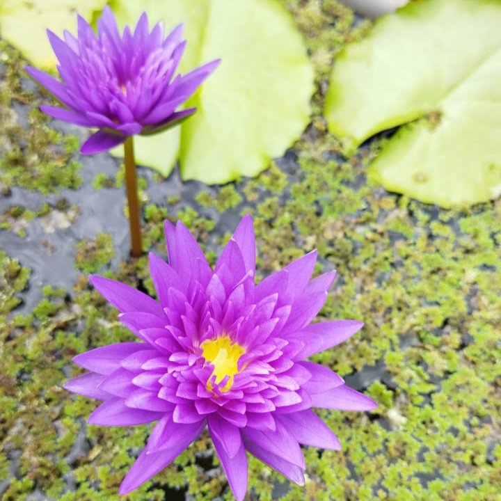 King of Siam Waterlily (1 Plant) - Image 2
