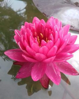 Jakkaphong Waterlily (1 Plant)