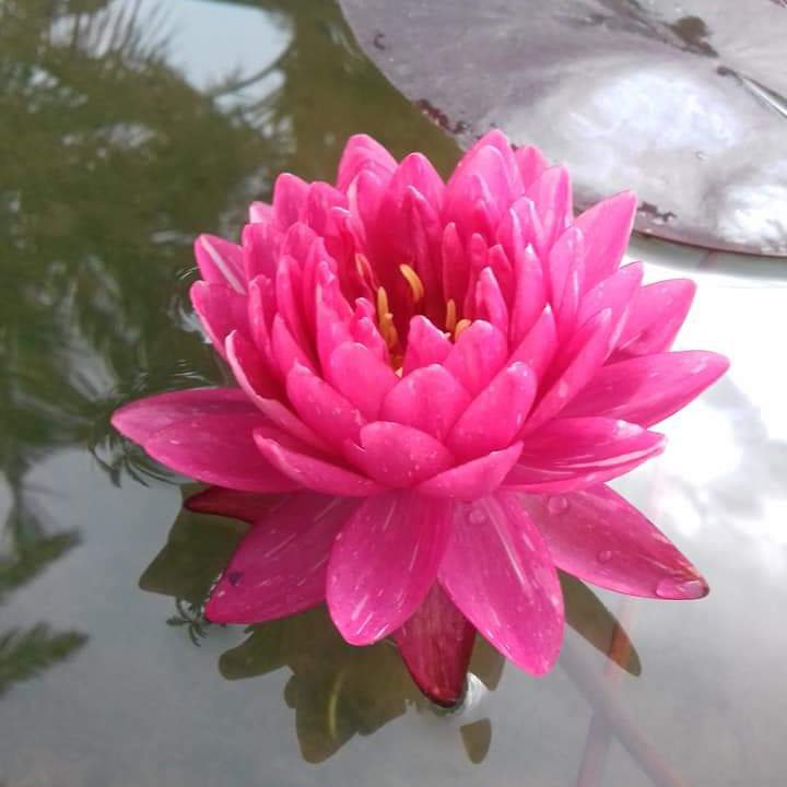 Jakkaphong Waterlily (1 Plant) - Image 2