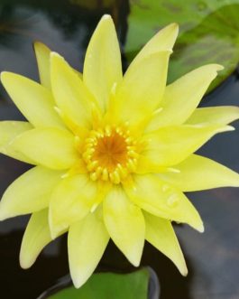 Carlas Sunshine Waterlily ( 1 tuber)