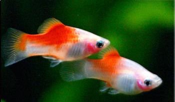 Kohaku red top platy ( 5 pcs )
