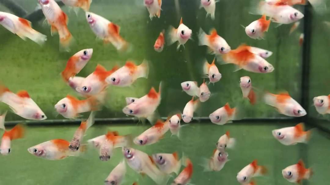 Kohaku red top platy ( 5 pcs ) - Image 2