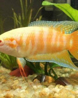 Albino Paradise pair