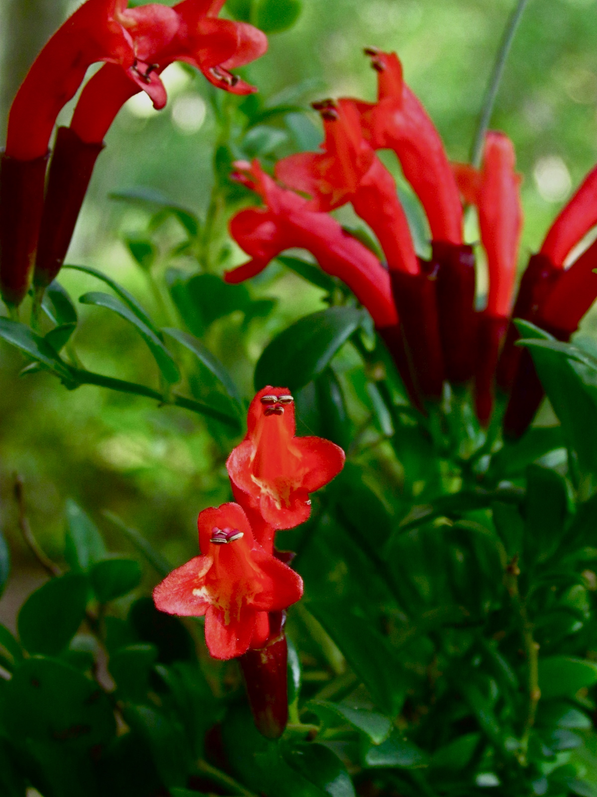 Hanging Red lipstick Plant / Red Lipstick (Single Plant) - Image 4